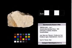 Foto (Objekt + Etikett) von Goniodromites bidentatus (Reuss, 1859)  (NHMW-GEO-1990-0041-2563)